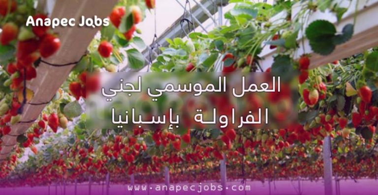 العمل الموسمي لجني الفراولة بإسبانيا 2024