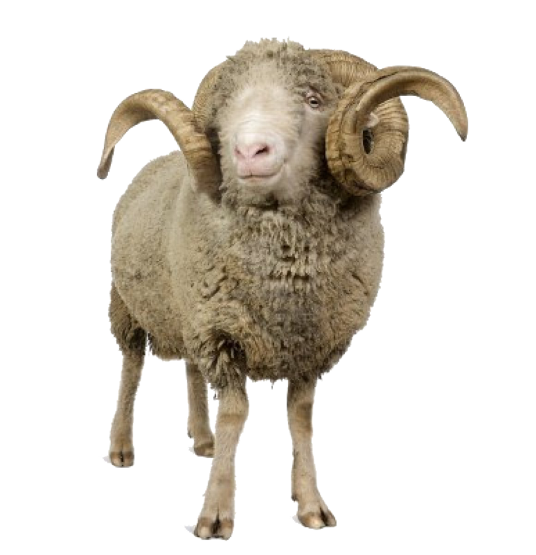 صورة خروف العيد sheep png 
موعد عيد الأضحى 2023 في المغرب