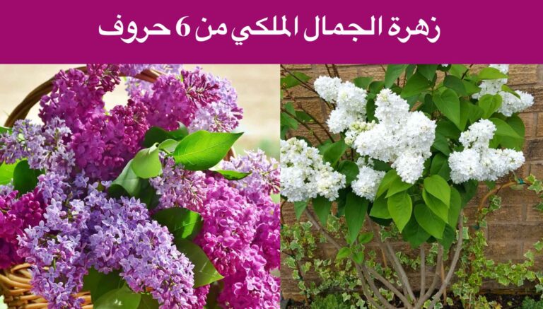زهرة الجمال الملكي من 6 حروف