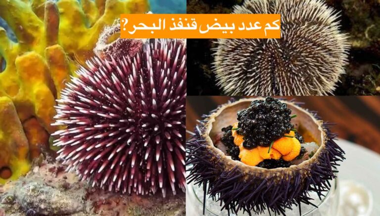 كم عدد بيض قنفذ البحر