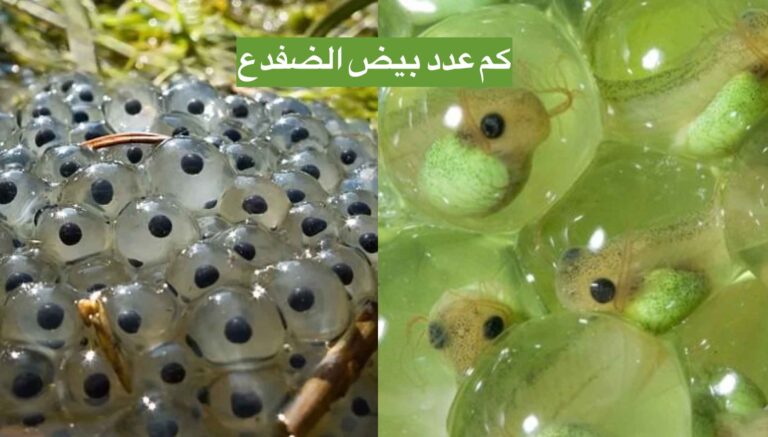 كم عدد بيض الضفدع