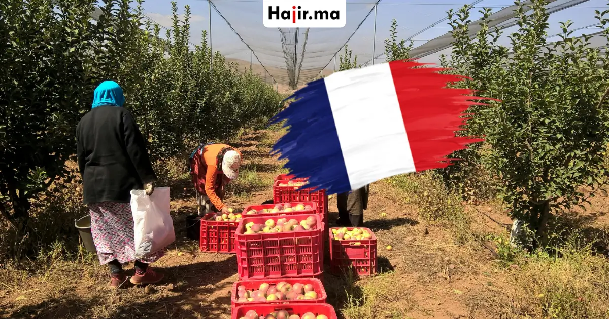إعلان توظيف عمال مزارع في فرنسا 2026 بعقد عمل موسمي رسمي